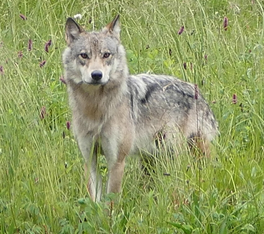 Petersburg wolf stops by Wrangell on long swim to Etolin Island ...